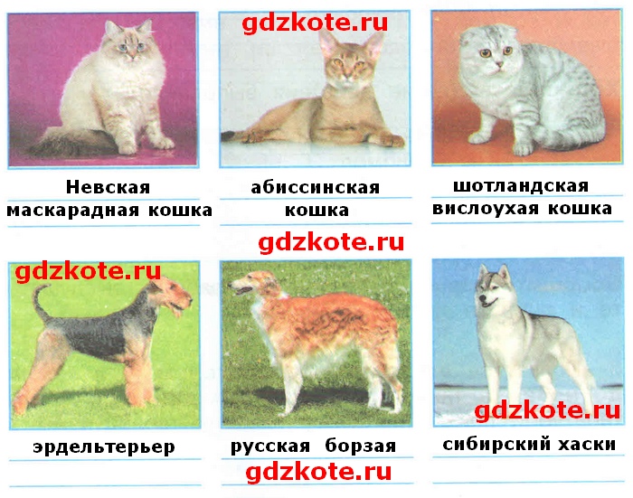 Определитель Породы Кошек По Фото