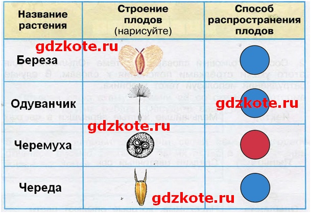 Практическая работа заполни. Окружающий мир 3 класс рабочая тетрадь строение плодов. Изучаем способы распространения плодов 3 класс таблица. Строение плодов и способы их распространения. Работа практическая работа изучаем способы распространения плодов.