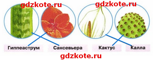 Признаки растений разделенных на 2 группы.