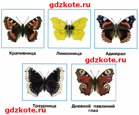 Зеленые страницы бабочки 2 класс. Бабочки с названиями для детей. Имена бабочек. Название бабочки с желто красными крыльями. Бабочка с красным туловищем название.